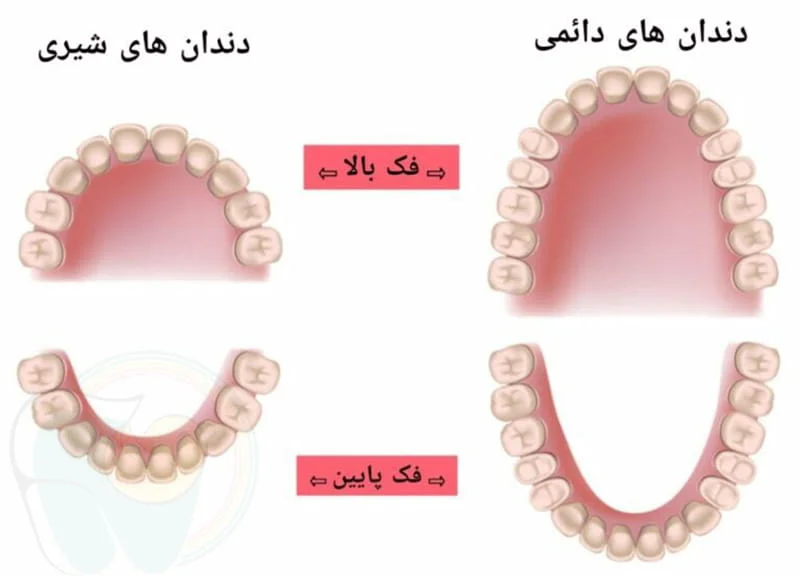 تفاوت دندان شیری و دائمی 